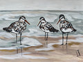 Sandpipers